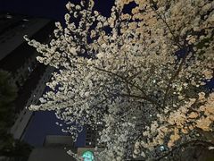-玛格萝妮比萨屋(四平店)