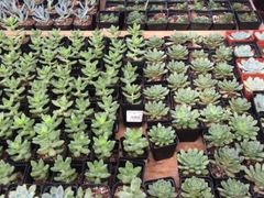 -荷兰花海