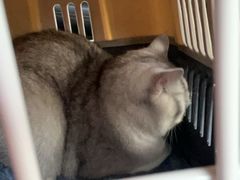 -恒幸动物医院·急重症转诊中心·神经内外科·CT核磁