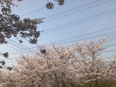 -高东镇樱花园