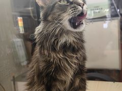 -平行世界·猫咖(首经贸店)