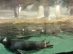 -哈尔滨波塞冬海底世界