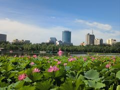 -莲花池公园