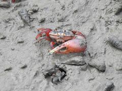 -北海金海湾红树林生态旅游区