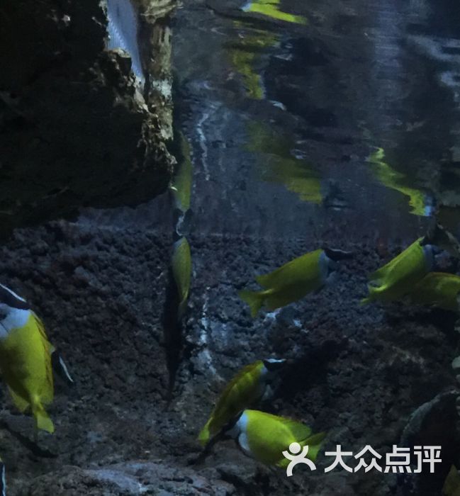 太平洋海底世界图片 第2121张