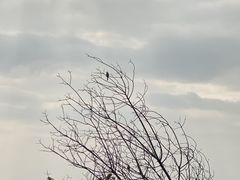 -桃花涧