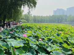 -莲花池公园