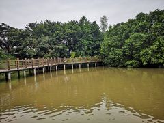 -大湾区中央湿地公园