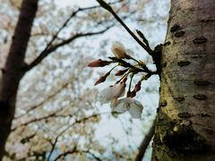 -径山花海