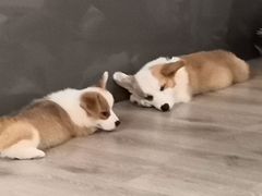 -浣熊柯尔鸭土拨鼠·电玩咖
