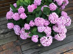 -呼吸森林·生态农庄农家乐私房菜