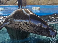 -芜湖新华联大白鲸海洋公园