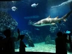 -暹罗海洋世界