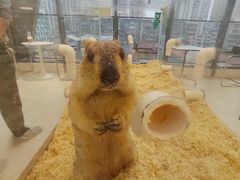 -怪兽屋·羊驼·猫咖·狗咖(俊华广场店)