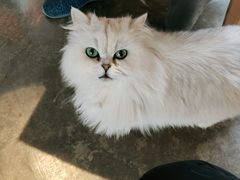 -喵屿·大理花园猫咖