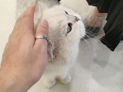 -共舞时光猫咖·狗咖(新街口店)