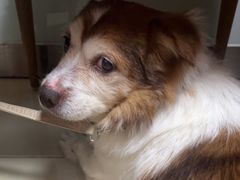 -宠福鑫动物医院(城北分院)