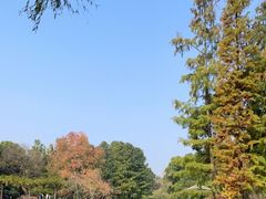 -上海滨江森林公园
