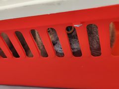 -瑞派·关忠动物医院·猫专科·犬专科(三环新城店)