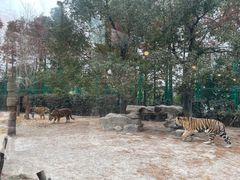 -上海野生动物园老虎餐厅