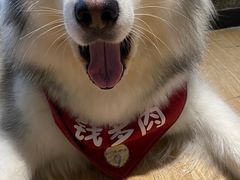 -Husky Go! 哈士奇体验馆·宠物咖啡厅狗咖