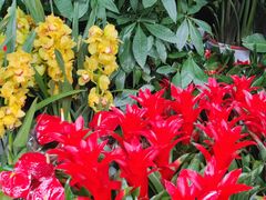 -桂林市花鸟市场