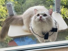 -momokira米努特·德文卷毛猫·棉花面纱犬