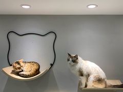 -飞行喵MR PILOT|猫舍·猫咖(静安大融城店)