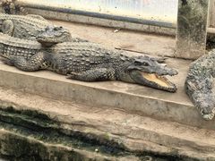 -石家庄市动物园