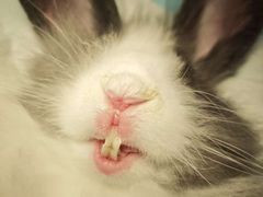 -美美宠物诊疗中心·异宠·骨科(滨江东信分院)