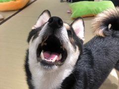 -逗柴咖啡屋·狗咖猫咖宠物桌游