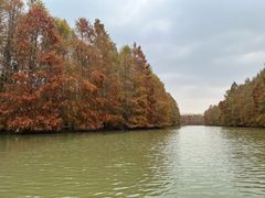 -上海海湾国家森林公园