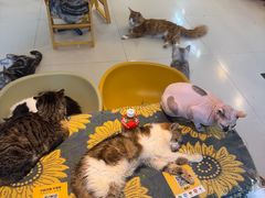 -平行世界·猫咖(首经贸店)