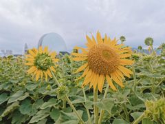 -野狸岛