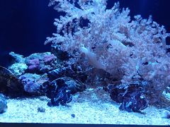 -西雅图水族馆