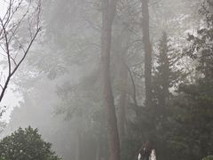 -铁山坪森林公园