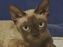 -瑞派·关忠动物医院·猫专科·犬专科(三环新城店)