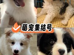 -翊宠yipet猫狗购宠庄园犬舍•猫舍