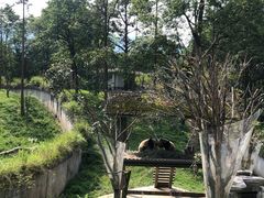 -中国大熊猫保护研究中心雅安碧峰峡基地