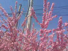 -马布尔莱斯食府(西红门店)