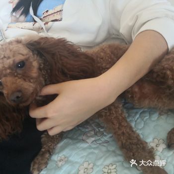 我当拿了一块饼逗他，就站着不坐下去了，一直盯着吃的