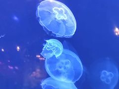 -南昌融创海世界