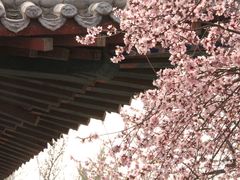 -桃花堤公园