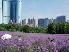 -艾溪湖湿地公园