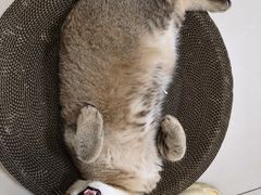 -瑞鹏宠物医院·超声·骨科·奇麟分院(蜀都万达店)