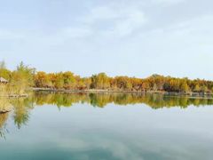 -金塔沙漠胡杨林景区