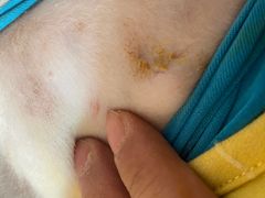 -伟伟宠物医院·CT影像中心·瑞派犬猫综合性门诊(汉口总院)