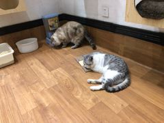 -猫色咖啡·猫咖