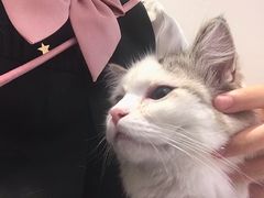 -Umiao与猫咖啡 猫咖