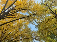 -汉长安城未央宫国家考古遗址公园